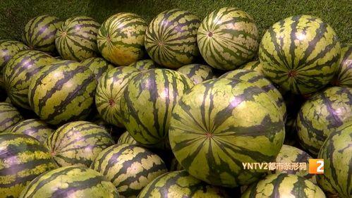云南今日小瓜价格行情最新,今日市场动态一览