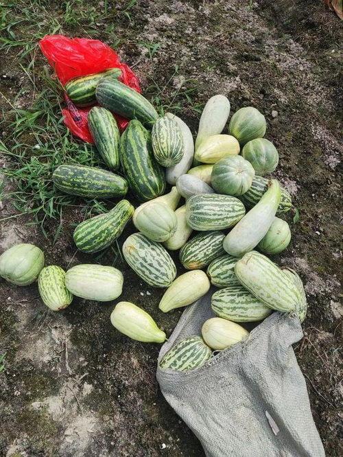 今日摘瓜什么价钱啊图片,今日摘瓜价格大揭秘！