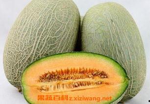 屯汇果蔬今日最新报价哈密瓜,哈密瓜价格走势解析”