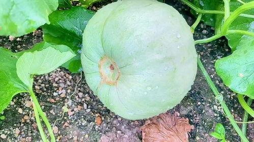 今日江科的瓜,今日校园瓜料大揭秘