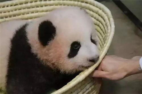 熊猫明星网红排名前十,盘点熊猫明星网红前十风采