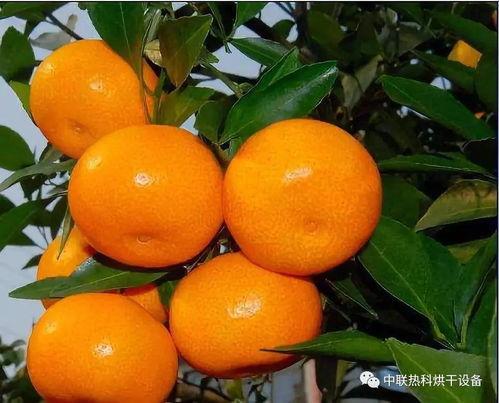 水果吊瓜今日价格走势,今日水果吊瓜价格波动解析