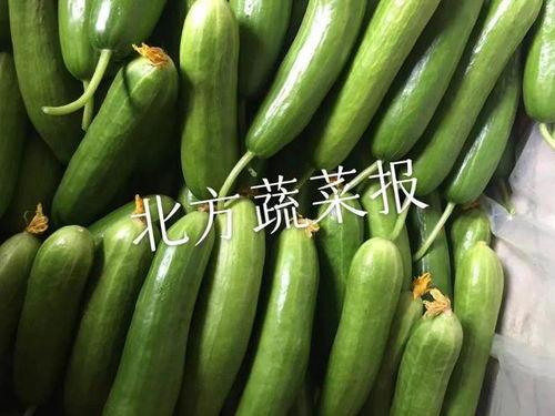今日毛瓜价格最新行情,价格波动解析与市场趋势洞察
