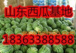 昆明瓜尖批发价格今日