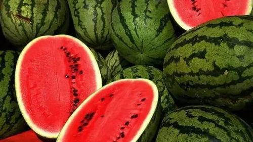 高原麒麟瓜今日新闻,绿色产业助力乡村振兴新篇章