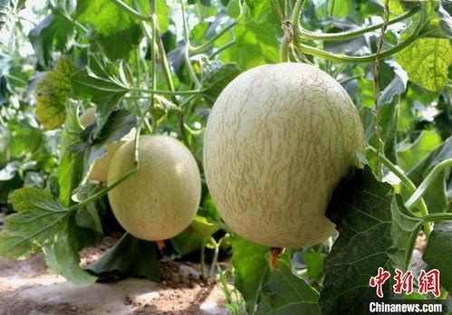 甘肃民勤蜜瓜今日价格,甜蜜新季，行情看涨