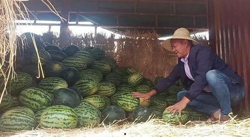 大河北今日瓜价,新鲜资讯一览