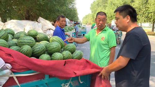 韩寺小吊瓜今日价钱,价格行情一览”