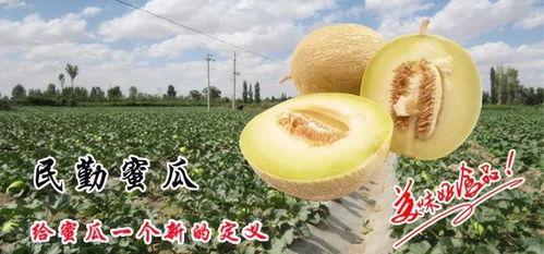 民勤蜜瓜今日收购价,甜蜜行情一览