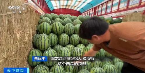 瓜今日价格行情,今日瓜价波动解析”