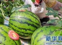 兰州今日吃瓜最新消息,最新热点事件大盘点