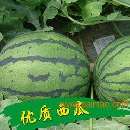 陕西今日一瓜价,市场动态一览
