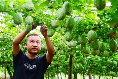 吊瓜行情今日最新消息,最新动态与市场分析