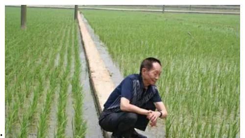 袁隆平明星网红有哪些,网红眼中的杂交水稻之父