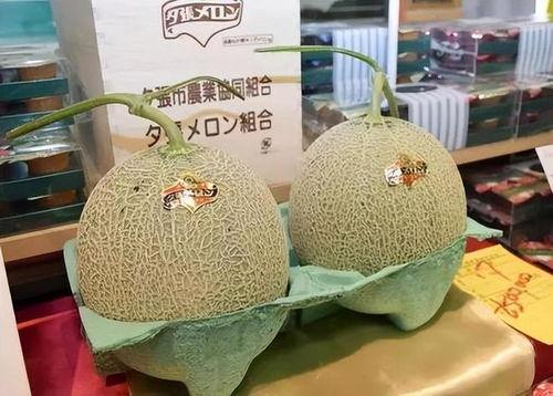 进口蜜瓜今日份到货价格,进口佳品新鲜上市