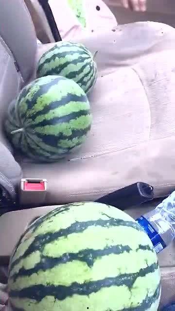 今日摘瓜什么价钱,瓜果飘香，实惠来袭！