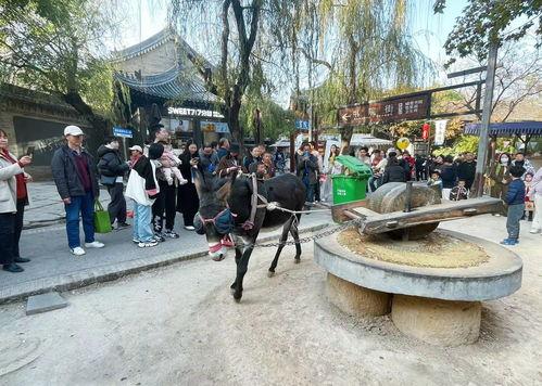陕西礼泉县明星网红,陕西乡村新势力崛起记”