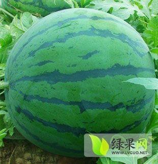 今日昌乐酉瓜价价格,今日行情一览