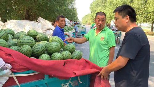 通海金山今日小瓜价格,新鲜采摘，实惠价优