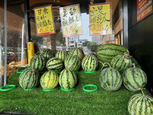 临夏麒麟瓜今日新闻,丰收季里的甜蜜新篇章