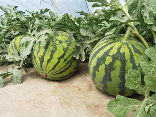 临夏麒麟瓜今日新闻,丰收季里的甜蜜新篇章