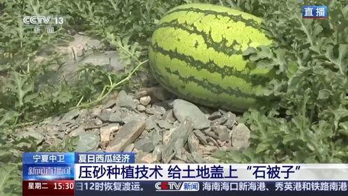 石缝瓜今日行情,今日动态一览