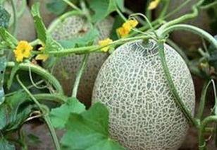 山东哈密瓜今日价格,价格行情一览