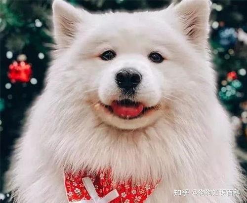 萨摩耶明星网红图片女的,治愈系女神的甜蜜风采