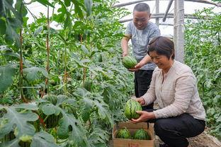 漯河小吊瓜今日行情,丰收喜人，价格稳中有升