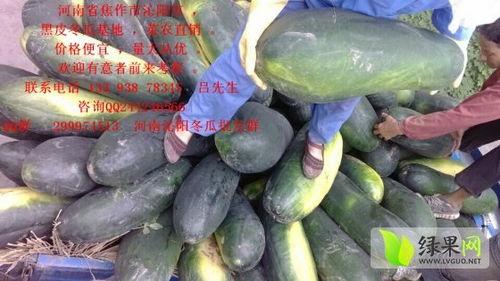 今日毛瓜价格最新