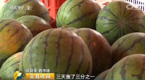 今日毛瓜价格最新