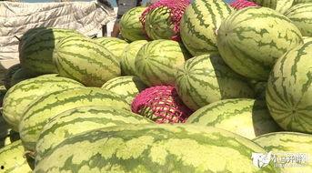 今日毛瓜价格最新