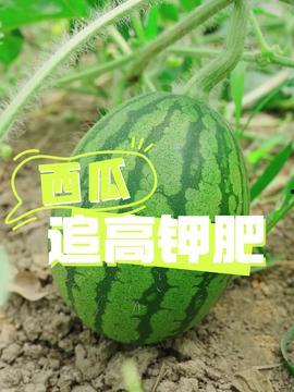 今日有瓜么,揭秘今日瓜田，一网打尽新鲜资讯