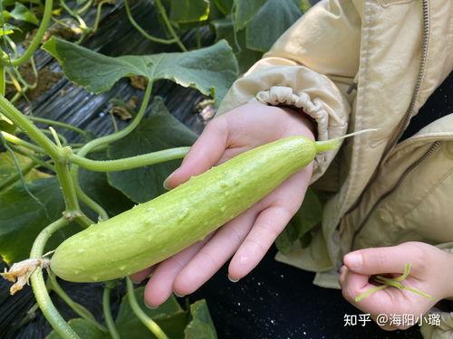 海阳网瓜价格今日价