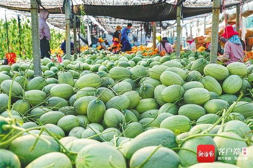 乐东哈密瓜今日交易市场,新鲜上市，价格走俏