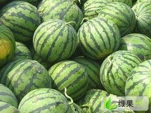 陕西美都瓜价最新行情今日,新鲜上市，价格走俏”