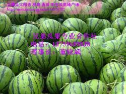 陕西美都瓜价最新行情今日,新鲜上市，价格走俏”