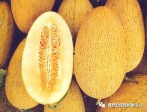 哈密瓜今日特价,尽享夏日清新美味！