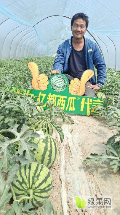 夏邑县今日瓜价行情,新鲜瓜果价格走俏，市民抢购热潮来袭