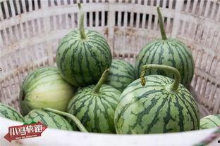 小瓜今日报价,新鲜上市，价格实惠，尽享美味时光”