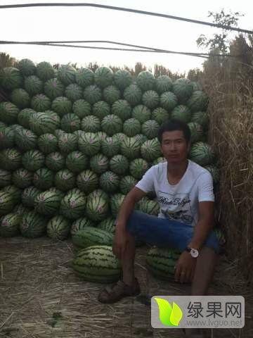 宁夏砂瓜今日最新价格,价格行情一览”