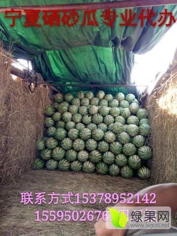 宁夏砂瓜今日最新价格,价格行情一览”