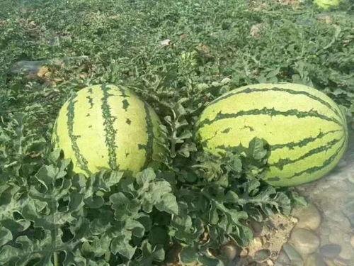 宁夏砂瓜今日最新价格,价格行情一览”