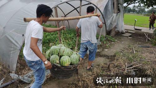 小瓜行情今日行情最新版,揭秘今日农产品市场动态与趋势”