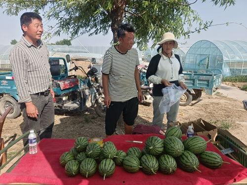 小吊瓜今日报价,市场行情一览，价格波动解析”