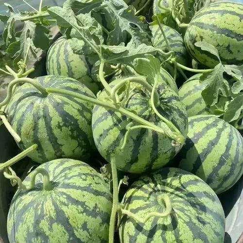 毛瓜今日价格最新行情,最新行情解析与市场趋势洞察