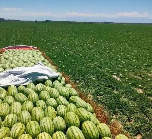 毛瓜今日价格最新行情,最新行情解析与市场趋势洞察