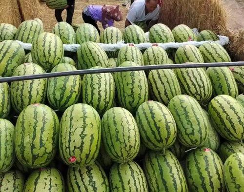 毛瓜今日价格最新行情,最新行情解析与市场趋势洞察