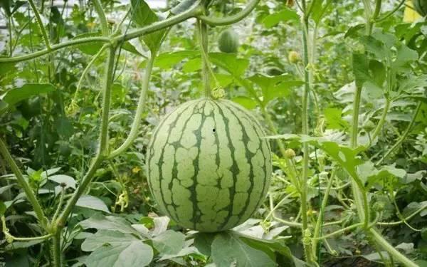 新鲜热瓜今日热瓜怎么吃