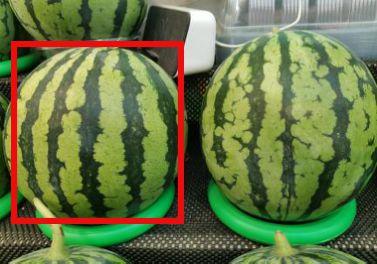 新鲜热瓜今日热瓜怎么吃